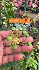 #mangoplant #plantlove #fruitchallenge #fruitlover #miyazaki #japanesefood #Chunsa #pakistani #plantlove #plantsplantsplants #plantstagram #Sale2024 #viralvideo #viralshort #viralreels23 #VIP #viralreelsfb #viralfacts #pakistanplants ShahibzadaDr Nurseries All Pakistan 🇵🇰 delivery available contact us on call or WhatsApp 03114567797 wa.me/ 923114567797 | پھول پودے درخت اور نرسریاں