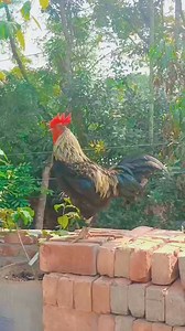 Buff Orpington Crowing - Buff Orpington Rooster Crowing . . #GoldenBuffOrpington #GoldenBuffOrpingtonchicken #BuffOrpingtonRoosterCrowing #BuffOrpingtonRooster #BuffOrpingtonCrowing #gallos #animales #chickens #rooster #RoosterCrowing #Rooster #Crowing #bestroostersound #Chicken #RoosterCrowingSound #roostersound #RoosterCrowingday #RoosterCrowing #Rooster #Crowing #bestroostersound #wingsforlifeworldrun #revengeofthefifth #metgala #MiamiGP #TomBrady #RoosterCrowingSound #roostersound #RoosterCr