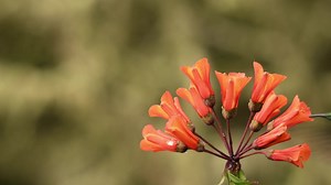 👉 12 Perennials Hummingbirds Love – Start Planning Now 1. Bee Balm (Monarda) 2. Clematis 3. Hibiscus 4. Salvia 5. Phlox 6. Lobelia 7. Daylily 8. Red Hot Poker 9. Columbine 10. Cardinal Flower 11. Coral Bells 12. Lupine | Garden Lovers Club