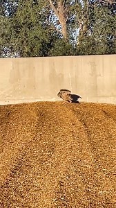 61K views · 1.3K reactions | Wet corn in the pit #reels #sonnefarms #harvest #combine #corn #highmoisture | Sonne Farms | Facebook