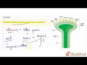 Explain pollen-pistil interaction in detail. | CLASS 12 | SEXUAL REPRODUCTION IN FLOWERING PLAN...
