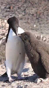 Adélie penguin feeding its chick.... #Penguin #USA #Canada #PenguinLovers #WildlifeExploration #NatureDocumentary #TravelNorthAmerica #AnimalPhotography #PenguinConservation #CanadianWildlife #AmericanWildlife #Instatravel #NatureLovers #EcoTourism #MarineLife #PolarAdventures #HappyPenguins #PenguinPlanet #ExploreCanada #ExploreUSA | Penguin Heaven