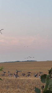 September honkers eating up the spread on a no wind morning!  (Message for Details/Availability for Fall Waterfowl hunts!) | Hidden Prairie | Facebook