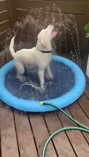 20 reactions | pet sprinkler, water play for dogs, cool pup splash...