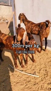 Ajmer Goat At Very reasonable DK Goat Farm Ajmer #instagramreels #goatlove #goatfarming #reels #viralvideos | Jkgoatstudiobangalore