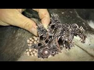 Not Possible?! Removal 20000+ MAGGOTS From MOTHER DOG! Remove & Deworming MAΝGOWORMS!