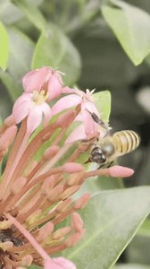 Bee Central Focus Shown Proboscis Tongue Stock Footage Video (100% Royalty-free) 3973106131 | Shutterstock