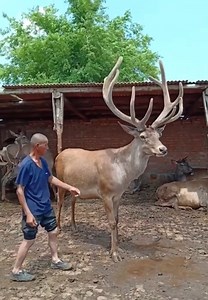 70-year-old father breeds deer🦌🦌 | Dr. Nkomfa Mkabile
