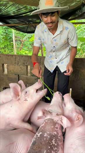 Feeding hungry piglets #feeding #hungry #piglets #food #pig #nature #wildlife #pigs #animals #foodie #pigsofinstagram #homeless #yummy #minipig #animal #delicious #piggy #nonprofit #instafood #piglet #lessfortunate #yum #oink #reptiles #eat #petpig #help #foodgasm #pigstagram #donate | Pig Videos