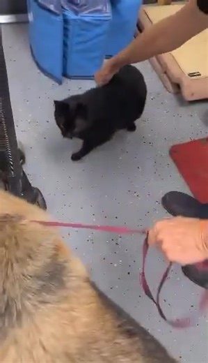 5.9K views · 139 reactions | Livie is hopeing to break out of the shelter and join a family. This girl is about 2 years old and has tested well with other dogs and even cats. She is friendly and sweet with people aswell. She is hoping someone can give her a safe place to stay be that is a foster or a foster to adopt home. If you are interested in her please apply www.wpgsr.com and put her name on the application. | White Paws German Shepherd Rescue | Facebook