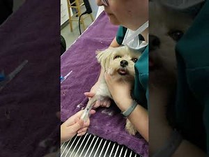 IV Catheter Placement- top view