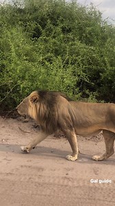 Lion #bigcat #lions #chobenationalpark #tomtom #bbcwildlifepotd #safariadventure #travel #traveldiaries #botswanawildlife #femaleguides #natgeowild #adventures #experience | Gal guide