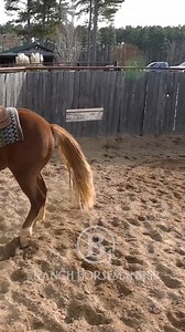 13K views · 277 reactions | Mounting is a vulnerable spot to be in #b1 #beone #es20 #RespectTheCode #fuelforlegendaryhorses #6666equinesupplements | B1 Horsemanship | Facebook