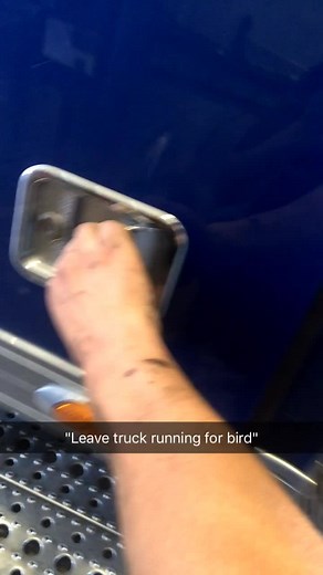 Has to be the most annoying copilot. #fyp #bird #trucker #foryourpage