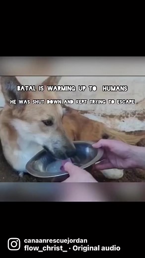 Update on Batal: Batal was one of the survivors of the brutal shooting rampage. He was found crawling aimlessly in an empty field. Batal was shot by a hand gun and the bullet is still lodged in his spine because vets agreed that it would be too dangerous to attempt to remove it. Physically, he is still paralyzed from the waist down. He has muscle atrophy and was severely thin, almost emaciated. The good people in his current boarding home are doing small miracles by giving him daily exercise to