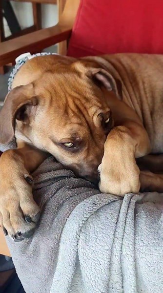 Bailey & Bullet on TikTok