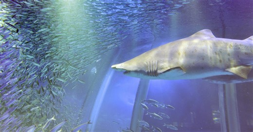 Naked Man Swims Among Sharks At Toronto Aquarium - CBS Sacramento