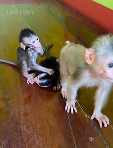 you need milk baby | Newborn Monkey Tzy1