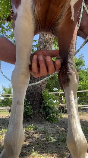 Small Pony Large Chestnut Removal #farrier #satisfying #farrierlife #veterinary #asmr #asmrvideo #satisfyingsounds #horse #horsesofinstagram #horses | Patrick McKinzey