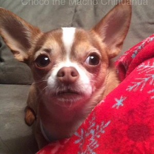 27K views · 3.8K reactions | CHOCOs Charms, jeet, respectfully submitted by my friend Miss Sara❤️ | Choco the Macho Chihuahua | Facebook