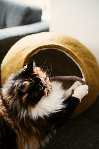 Hand-felted Wool Cat Cave: Cozy Cat Bed - Etsy UK