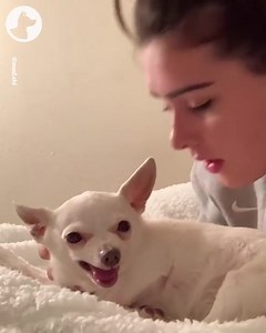 This rescue dog is being taught how to love again 🥺 | Go Fetch