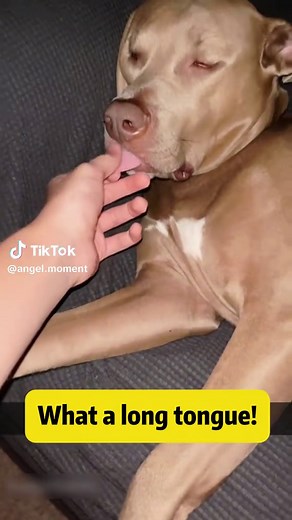 The dog’s purr is like thunder#animals #pets #dogs #fyp #foryou #funnyvideos #funny #snore