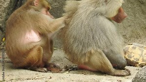 Grey Monkeys eat leaves and fruit skin on the edge of the forest. Family monkey, Wild monkey family at sacred monkey forest. Adorable face of baby asian monkey looking at camera. Common squirrel monke