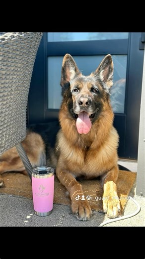Warus vom Sendling enjoying his custom engraved Yeti I-Guard International coffee cup #yeti | I-Guard International K9 Services