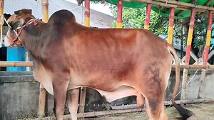 23K views · 285 reactions | গতকাল কাজির বাজারের বিশিষ্ট ব্যবসায়ী কন্টর ভাইয়ের কালেকশন ছিল সুন্দর এই ষাড়ঁগুলো | Sylhet Cattle Market | Facebook