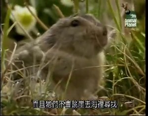 Videos: Lemming Suicide, the No. 1 Nature Hoax