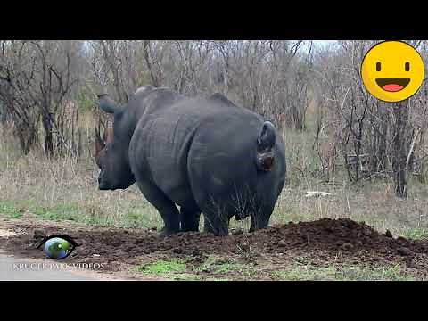 "ANIMALS FARTS"! FUNNY VIDEO! #1