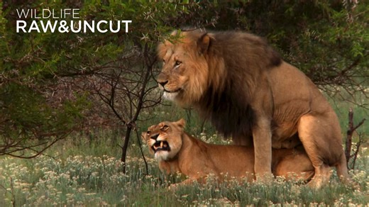Lion mating ritual up close | Wildlife: Raw & Uncut | Earth Touch News