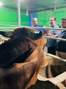 Young Hefty Red Brahman Cross Cattle in Ayaz Agro Farm || Brahman Cattle 2024 || • • • • • • • • • • • • • • • #brahmancattle #brahman #brahmanbulls #biggestbull #bull #cow #biggestcow #biggestcowintheworld #biggestsahiwalbull #1950kgbull #heaviestbullintheworld #heaviestcowintheworld #chianina #sadeeqagro #texaslonghorn #angus #brangus #holsteinfriesian #gyrbull #fleckvieh #sapi #lembu #goru #gorurhaat #cowmandi #khillar #jallikattu #kangayam #tharparker #haryana #charolaise #limousin | Biggest