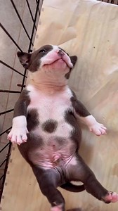 1.7K views · 26 reactions | Dog is sleeping funny position 藍 . . . #dog #funnydogs #doglover #dogreels | Pets Paradise | Facebook