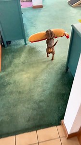 87K views · 4.9K reactions | When life hands you a giant hot dog toy, you take a victory lap ‍♂️ | Norman The Wiener Dog | Facebook
