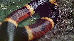 The Secrets of the Texas Coral snakes #SnakeSpecies https://youtu.be/DWcdb193el8 | Akua Bresiamoa | Facebook
