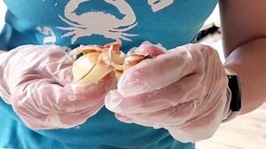 How To Crack our Stone Crab Claws❤️ | Aripeka Stone Crab Company