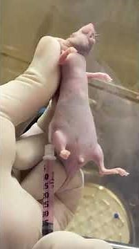 subcutaneous xenograft (3 tumors implantation)