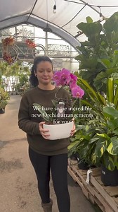 19 reactions | We have the most beautiful Orchid arrangements in the greenhouse right now.  | Spruce It Up Garden Centre | Facebook