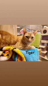 Come meet Tiger, Simba and Casper at the PetSmart in El Segundo! Tiger loves to be pet and brushed and gets along well with kids & other cats! 🐅 Simba loves to play, especially with his feather toy; he is a Siamese seal point mix! 🐱 Casper is a playful young boy with two different colored eyes! They are all so sweet and would be a great addition to your family!! 🥰❤️ Adoption events Saturday & Sunday: 📍Petsmart El Segundo 12-4pm 📍Petsmart Torrance 1-4pm | Carson Cats Rescue