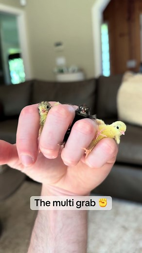 How to Pick Up Baby Quail: The Snatch-and-Grab & 6 Gentle Methods