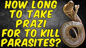 How Long Do You Need To Take Praziquantel To Kill Parasites Fully?