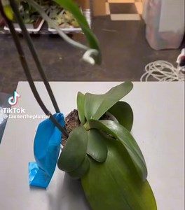 54K views · 246 reactions | Are you familiar with ORCHID KEIKIES or ORCHID BABIES? Join Tanner The Planter as he unveils the secrets behind these adorable baby orchids and learn how to nurture them into flourishing beauties. | Alicia's Secret Garden | Facebook