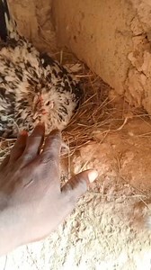 3.8K views · 61 reactions | La production locale  #elevage | Élevage Multi-Sectoriels | Facebook