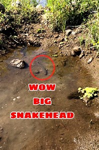 Snakehead Hunting #snakeheadfishing | NHED ELUAP