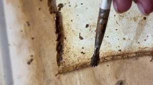 Un projet botanique créatif mettant en : vidéo de stock (100 % libre de droit) 3877727539 | Shutterstock