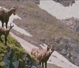 5K views · 84 reactions | Eagle Tried To Pick Up Goat | Jani bus Heading bta de baki tera bhai khud likh le ga | Facebook