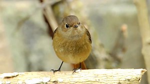 Daurian redstart singing (Phoenicurus auroreus) Manchuria, Russia, Mongolia, China, Korea. | BIRDS & Nature
