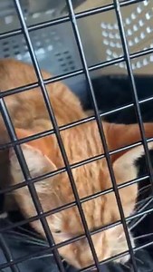 Rory was missing for 10 days, luckily he was found, he has an injury to his leg, This is him waiting to see the vet and have his leg fixed, we are so happy to see him home and once again our posters and leaflets did a great job to raise awareness! | Animal Search UK